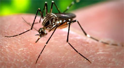 Dengue and its Prevention